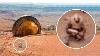 Scientists Discovered An Alien In A Desert What Happened Next Shocked The Whole World